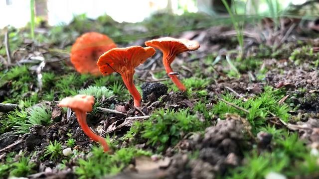 Mushrooms Of Haddam Connecticut