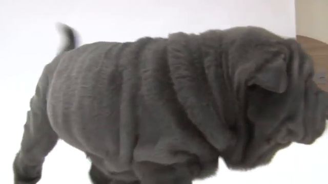 шарпеи смотреть онлайн