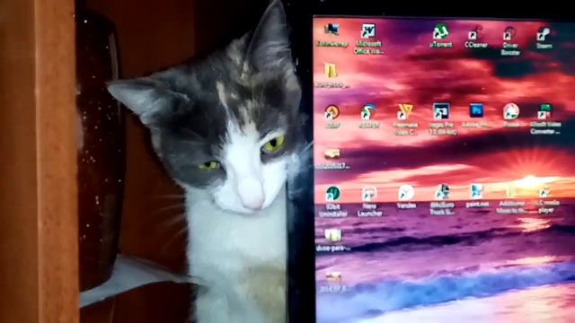 Стыдливая кошка Соня прячет глаза когда её ругают.