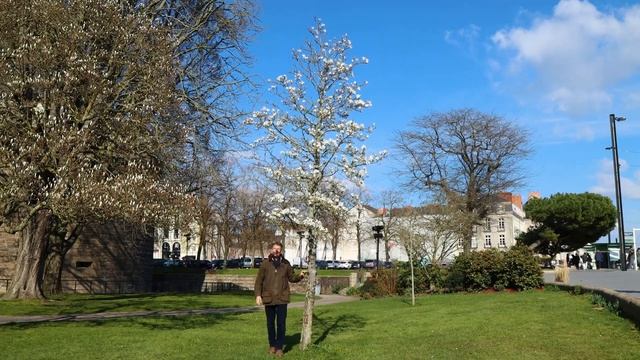 LE MAGNOLIA ÉTOILÉ Ou MAGNOLIA STELLATA - Quelle Plante Pour Mon Jardin ?