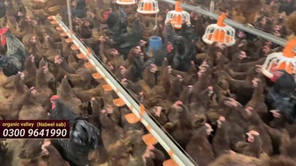 Hen farming business lohmann Brown ||100 Hen farming profit is 70 Thousand every month