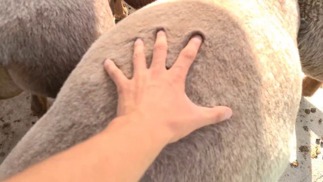 Куй бокиш 4 сотих жойда 150милион даромат топиш услуби