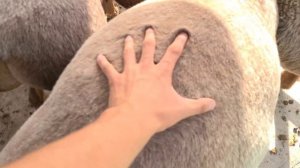 Куй бокиш 4 сотих жойда 150милион даромат топиш услуби