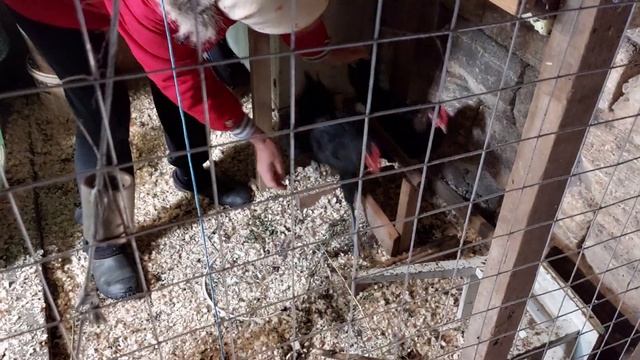 Утро в курятнике. Собираем яйца. Переводим молодых курей в выгул.Жизнь в деревне.