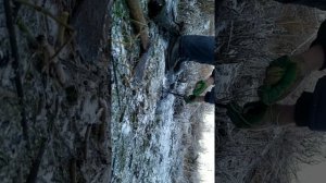 Ловля бобров петлями.