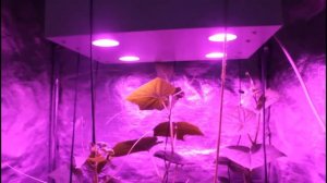 Фитолампа для растений в гроубокс серии Гагарин