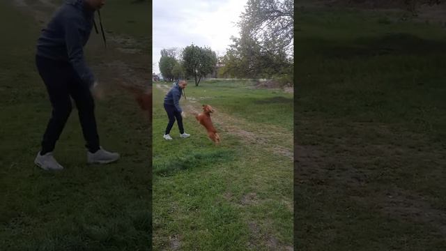 Кокер-спаниель выполняет команды. Дрессировка