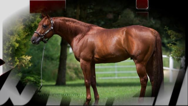 TARI WHIZIN --- The Stallion --- FEB 2017 смотреть онлайн