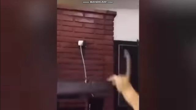 ПРИКОЛЫ КОТЫ. смотреть онлайн