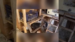 Содержание кур на даче приезжая по выходным и праздникам