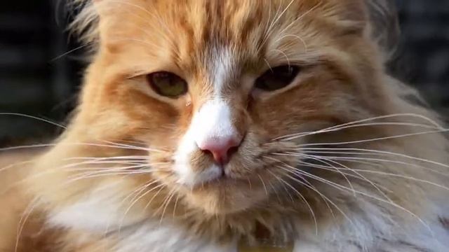 Sony NEX-3 video test - Garfield смотреть онлайн