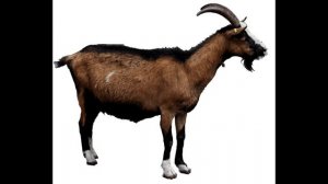 домашние животные. (развивающие карточки для детей)