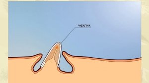 Рост пера птицы. Биология для школьников