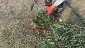 Как посадить Кизильник.mp4