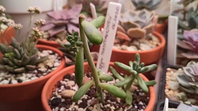 Седум толстолистный (sedum pachyphyllum) через месяц после обрезки смотреть онлайн
