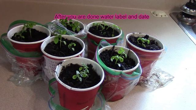 How to grow Cleome Pink Queen Flowers смотреть онлайн