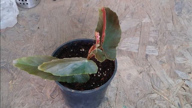 ANGEL WING BEGONIA TORCH RED || CARE TIPS || смотреть онлайн