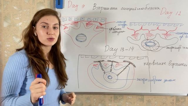 Развитие плаценты, 1 часть? смотреть онлайн