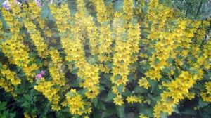 Вербейник – Выращивание и уход