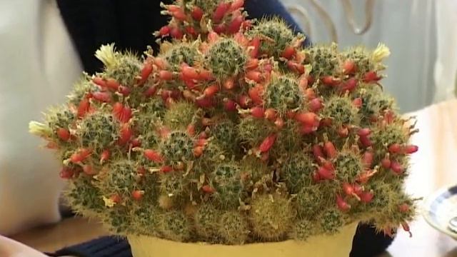 Куда пакетики от чая смотреть онлайн