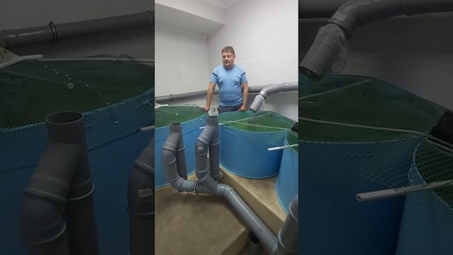 Разведение карпов в узв смотреть онлайн