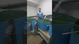 Разведение карпов в узв