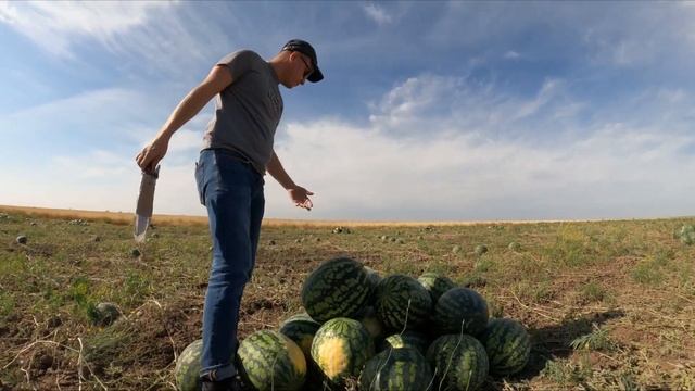 Арбуз Холодок ?? смотреть онлайн