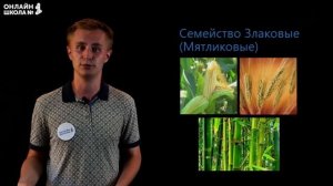 Классификация покрытосеменных. Видеоурок 20. Биология 6 класс