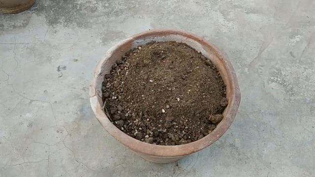 How To Grow Cypress Vine From Seeds / Star Glory/Humming Bird/Ipomoea quamoclit - P1 смотреть онлайн
