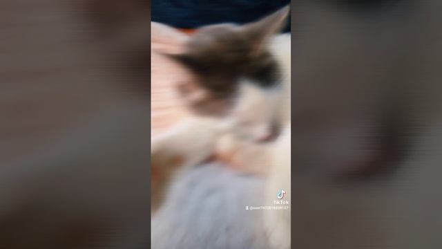 самый лучший кот на свете смотреть онлайн