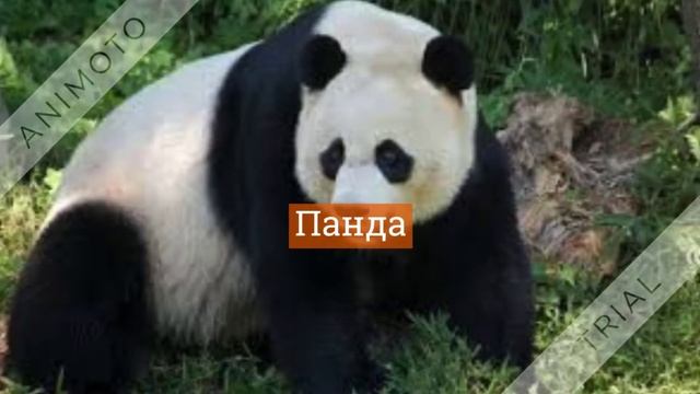 ВИДЫ МЕДВЕДЕЙ смотреть онлайн