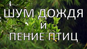 ☔️ Шум дождя и пение птиц для души и восстановления нервной системы ?. Звук дождя для сна ☔️