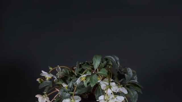 Мантра для интуиции. Ва Яанти. смотреть онлайн