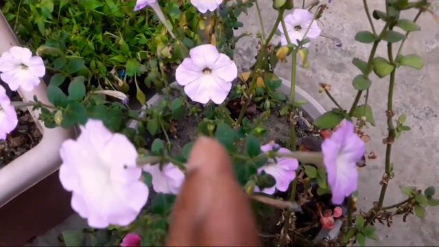 736🌿🥀Summer Petunia Grow N Care, Tough Heavy Flowering Plant
