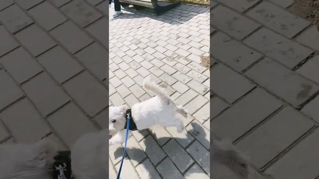 #безудержноевеселье 🐶🦋 смотреть онлайн
