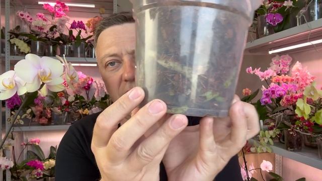 орхидеи можно сажать в темные горшки и корни орхидей попрут как на дрожжах смотреть онлайн