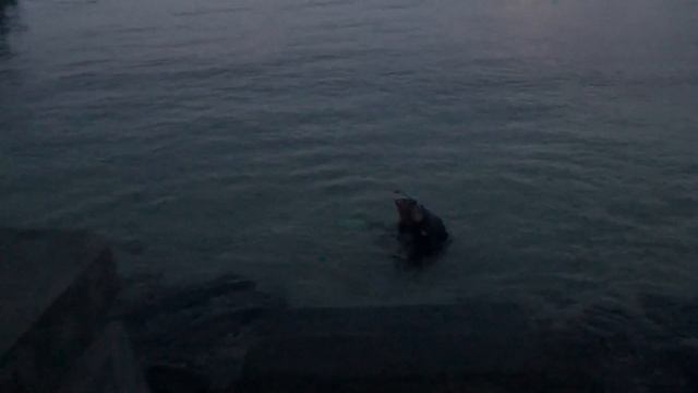 Индонезия. Сулавеси. остров Бунакен. Май 2019г. 2 часть. смотреть онлайн