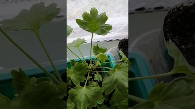 Комнатные розы+подкормки+пеларгония(герань) плющелистная, зональная из семян!!!!!!!!? смотреть онлайн