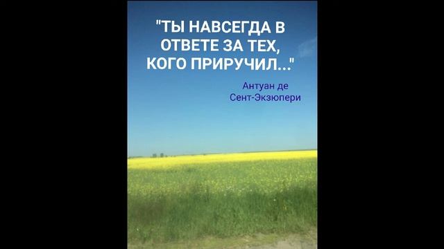 ЭНЕРГОИНФОРМАЦИОННЫЙ ГИПНОЗ. Сеанс с собачкой. смотреть онлайн