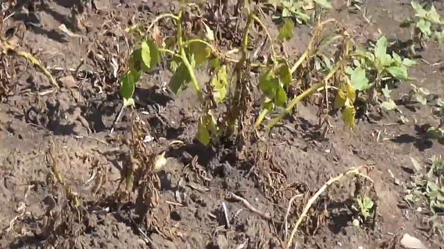 Доволен ли я урожаем. смотреть онлайн