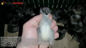 Цыплята Доминант 107 суточные