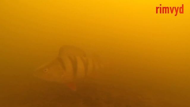 Didelių ešerių žvejyba смотреть онлайн