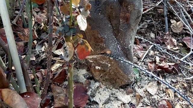 На что способна самодельная пила из цепи. Испытания смотреть онлайн