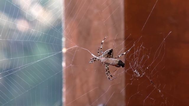 Голубые озера (река Страча, лес, Мертвое озеро, озеро Глубля) – экологическая тропа (Беларусь) смотреть онлайн