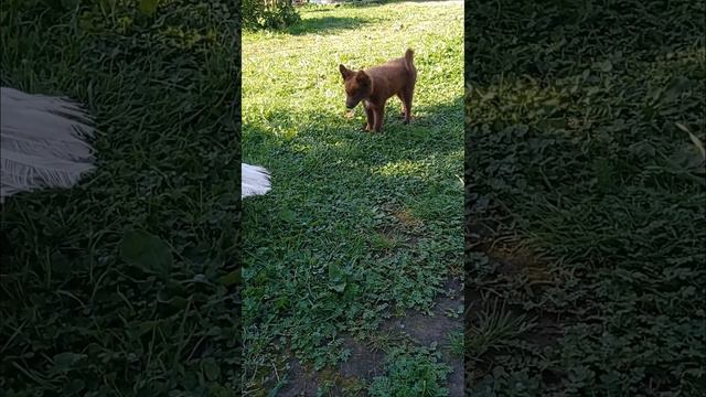 Волнуюсь в ожидании малышей 😊Дела житейские в глухой деревне