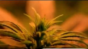 Как растет конопля от семени ..