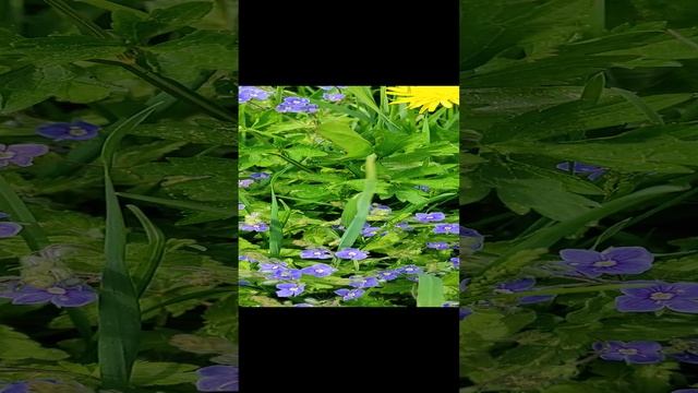 VID_20230523_131052.mp4