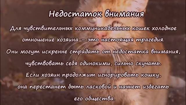 МОГУТ ЛИ КОШКИ ОБИЖАТЬСЯ? Что чувствуют кошки к хозяину? CAN CATS BE OFFENDED? смотреть онлайн