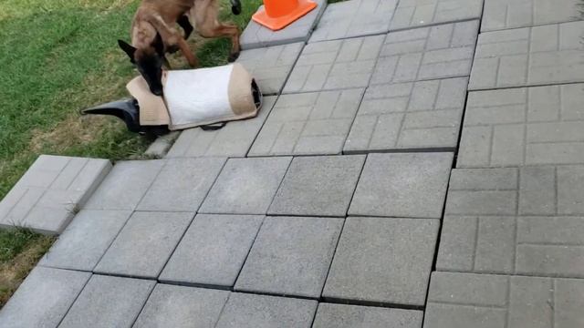 Black Cobra's Oracle 21 weeks old смотреть онлайн