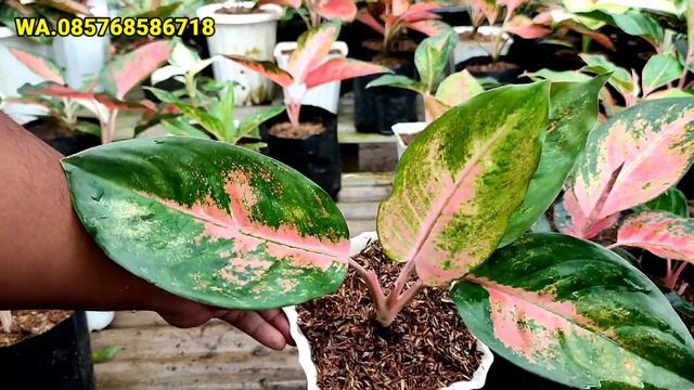 OBRAL AGLAONEMA TERMURAH SE-INDONESIA, KOLEKSIAN LANGKA ADA DISINI MURAH MERIAH смотреть онлайн